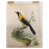 Washington Peale, 0/0 scale , Teteras Giraudi,