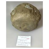 Fossil Whale Vertebra. Sharktooth Hill Deposits