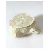 Fossil Whale Vertebra. Sharktooth Hill Deposit.