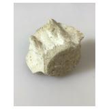 Fossil Shark Vertebra. Sharktooth Hill Deposits