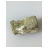 Fossil Shark Vertebra. Sharktooth Hill Deposits