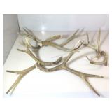 Set of 3 Pair of Antler Sheds.  Largest Approx
