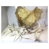 17in Spring Trap, assorted antler sheds, 2 Kerr