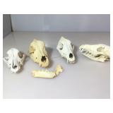 4 animal skulls (Possibly coyote) 3 partial and
