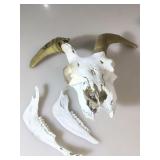 Bighorn sheep skull including lower jawbone.