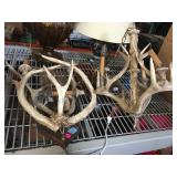 Pair of Faux Antler lights - as found