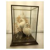 Mounted game birds in glass - bronze -and wood