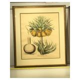Vintage hand colored floral engraving , Corona