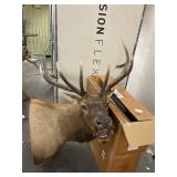 Elk mounted mint cond 40 " Rack