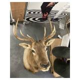Elk mounted mint cond 30 " Rack