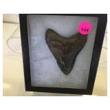 FOSSILIZED PREHISTORIC HUGE  SHARKS TOOTH