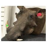 WART HOG TAXIDERMY WART HOG TAXIDERMY