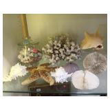 GROUP OF SEA SHELLS, CORAL, STARFISH & MORE