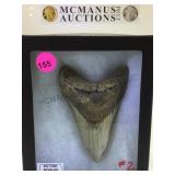PREHISTORIC MEGALDON  SHARK TOOTH