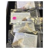 TRAY OF FOSSILZED SHARKS TEETH