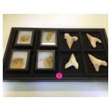 MANMADE AMBER & MEGALODON SHARKS TEETH