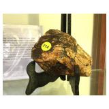 NORTH SEA FOSSIL CIRRCA LATE PLEISTOCENE ERA