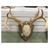 MOUNTED ANTLERS ON WOODEN PLAQUE