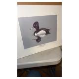 Ring neck duck print by Neal  Anderson  31/250