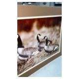 1986 photo of Canadian geese approximately  20' x