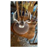 8 Point Whitetail Deer Rack Mount