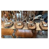 4 Whitetail Antler Display Mounted
