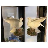 Pair of White Dove