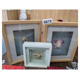 3 SHELL WALL ART