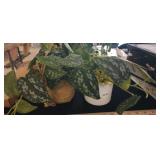 (2) ARTIFICIAL PLANTS