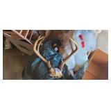 7 POINT ANTLERS