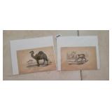 VINTAGE PRINTS, CAMEL & REINDEER