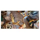 8 POINT ANTLERS