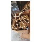 BOX OF ANTLERS *ALL SMALL