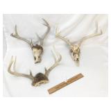 Lot of 3 Deer Antlers with Skulls