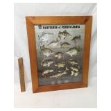 Print, Pan Fishes of Pennsylvania by Tom Duran Jr,