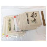 Lot of 25 Prints, Birds, Vintage or Antique