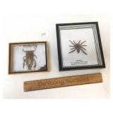 Lot of 2 Large Insects in Cases, Spider and Cockro