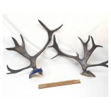 Antlers, Moose or Mule Deer