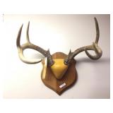 8 Point Mounted Deer Antler Rack