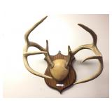 9 Point Mounted Deer Antler Rack