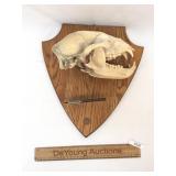 Taxidermy Skull & Jawbone