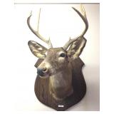 8 Point Deer Head Mount Taxidermy