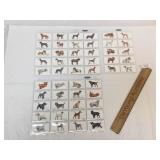 Lot of 50 Cigarette Cards, John Player, Dogs, Vint