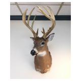 15 Point Deer Mount, Massive Rack, Taxidermy