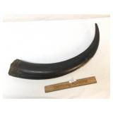Horn or Antler, Large