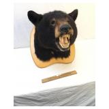 Bear Head Taxidermy Mount