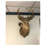 Deer or Buck Mount, Taxidermy, Vintage
