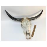 Longhorn Bull Skull