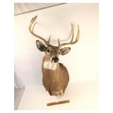 Whitetail Deer Mount, Taxidermy