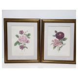 Pierre Joseph Redoute rose prints